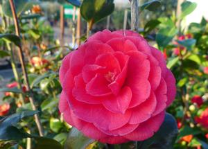 Camellia japonica 'Mrs Tingley'